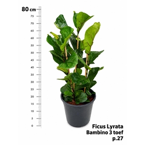 FICUS LYRATA BAMBINO