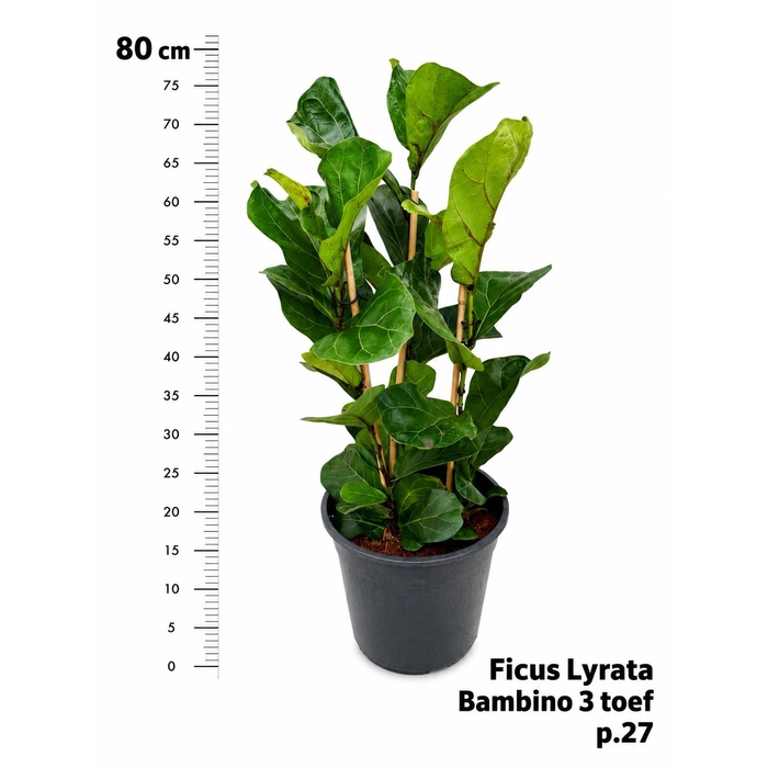 <h4>FICUS LYRATA BAMBINO</h4>