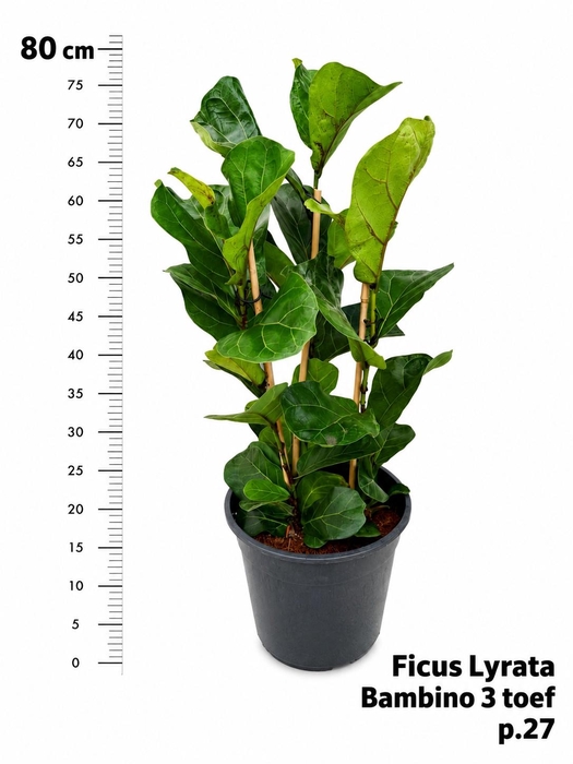 FICUS LYRATA BAMBINO