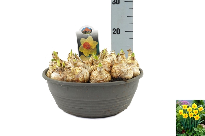 <h4>Narcissus   ...</h4>