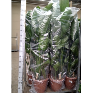Strelitzia nicolai