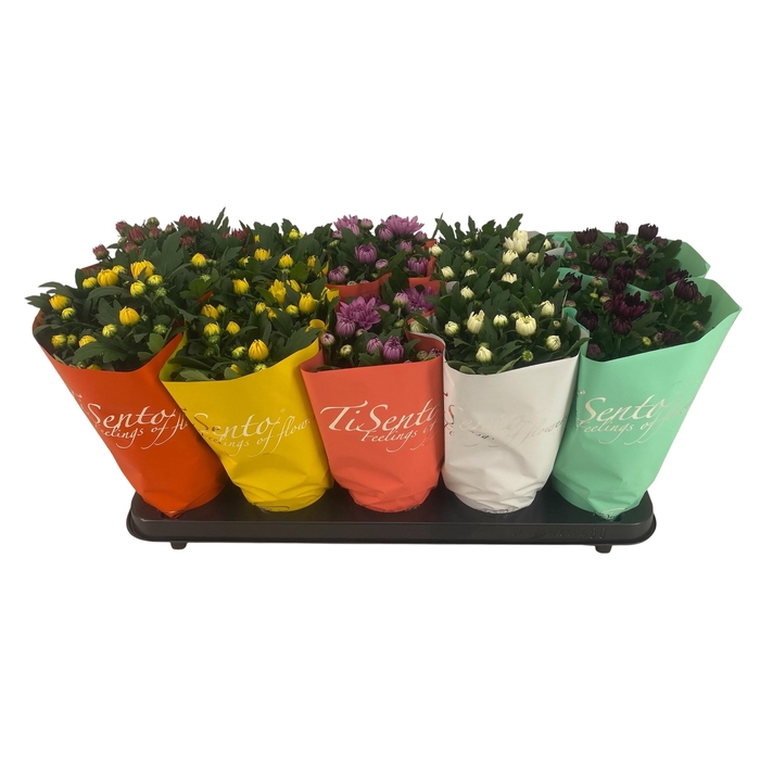 <h4>CHRYS GEVULDBL GEM</h4>