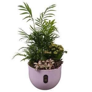 PTIB5137 Arrangement Indoor in keramiek pot