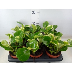 Peperomia obt. 'Variegata'