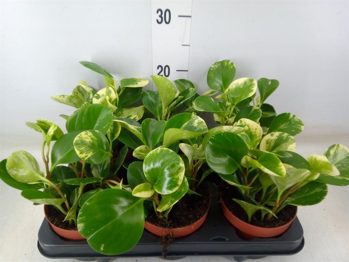 <h4>Peperomia obt. 'Variegata'</h4>