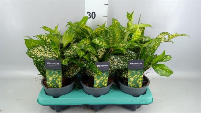 <h4>Dracaena surculosa 'Florida Beauty'</h4>