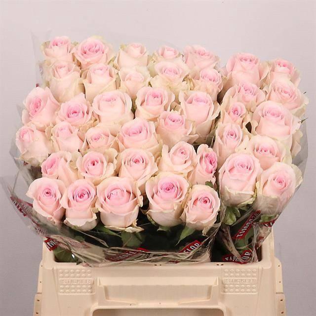 <h4>R GR REVIVAL SWEET</h4>