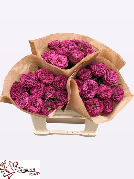 <h4>R GR PURPLE DELIGHT</h4>