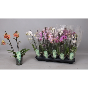 PHAL MF GEM 3 KL