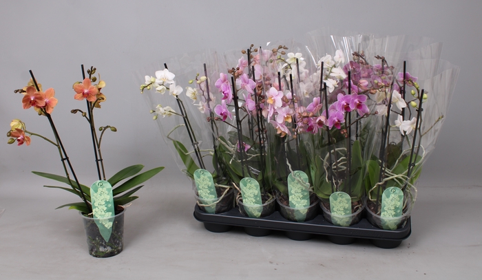<h4>PHAL MF GEM 3 KL</h4>