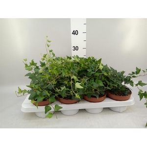 Hedera   ...mix