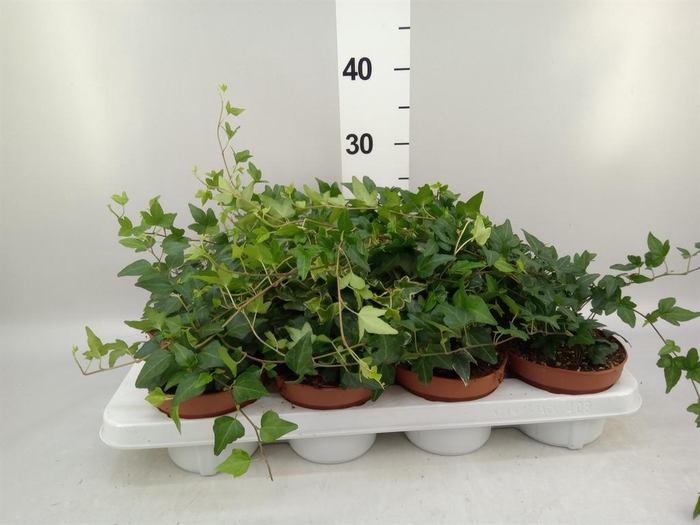 <h4>Hedera   ...mix</h4>