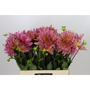 Dahlia Omega