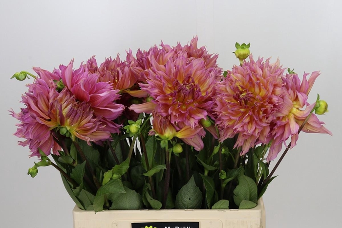 <h4>Dahlia Omega</h4>