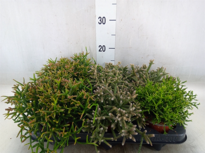 <h4>Rhipsalis   ...mix</h4>