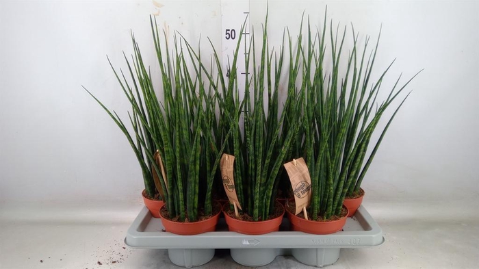 <h4>Sansevieria  'Fernwood'</h4>