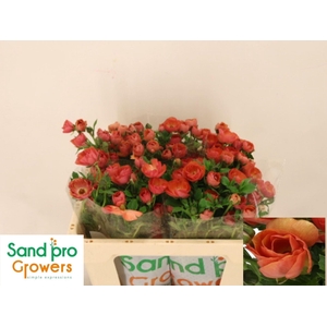 RAN CORTUSIFOLIUS MAGICAL SALMOUSSE