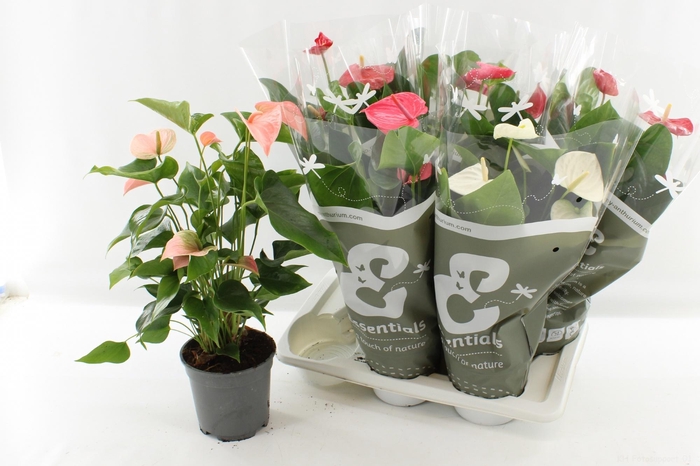 <h4>ANTHU AN GEM 4 KL</h4>