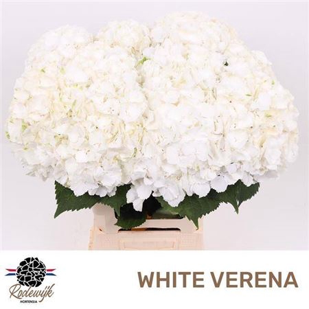 <h4>Hydr M Ch Whi Verena</h4>