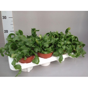 EPIPHYLL GUAT MONSTR