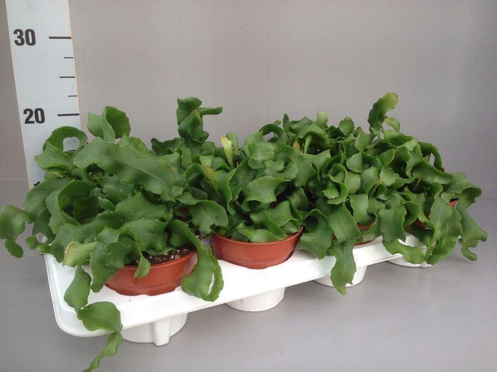 <h4>EPIPHYLL GUAT MONSTR</h4>