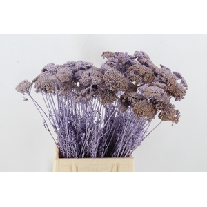 DF Achillea Paint Bs Milka