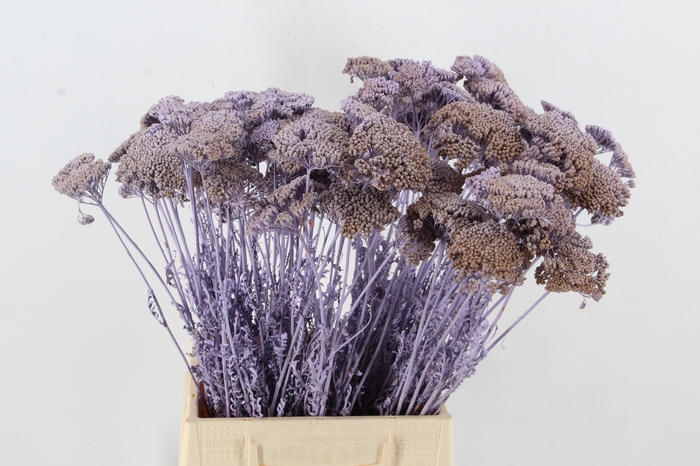 DF Achillea Paint Bs Milka