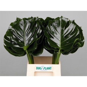 MONSTERA BLAD 23cm Ø