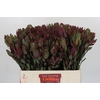 Leucadendron Senorita