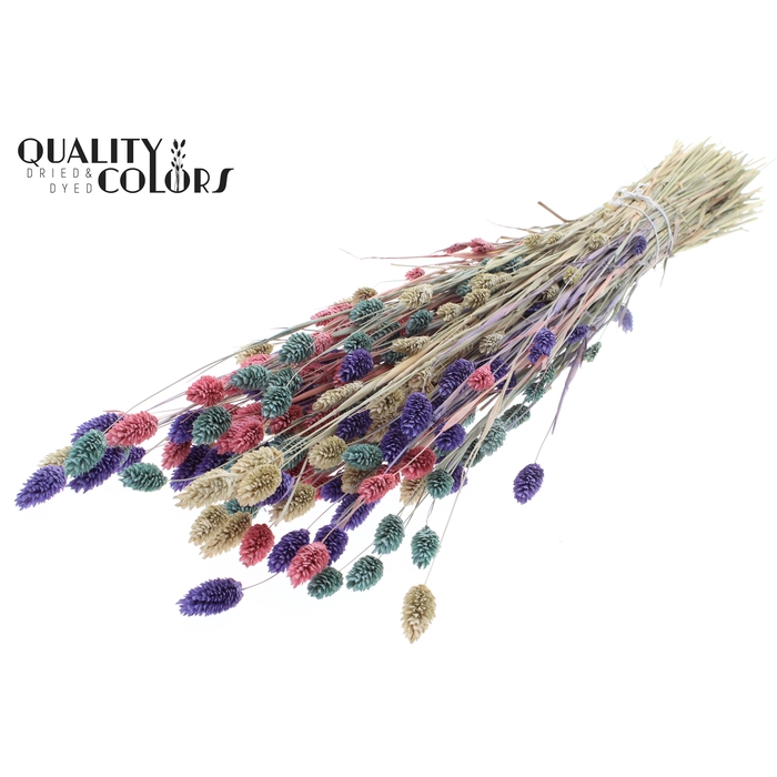 <h4>Phalaris per bunch colourful 1</h4>