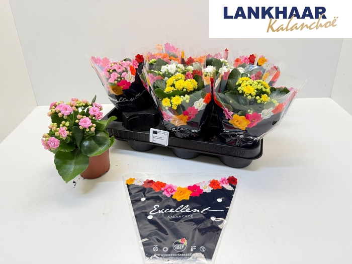 <h4>KAL GE PERFECTA GEM</h4>