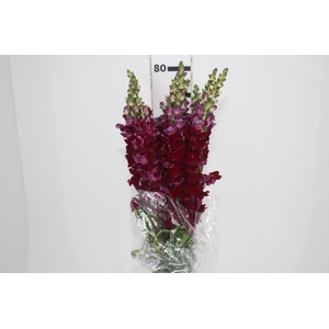 BOCA DE LEAO VINHO 070 CM