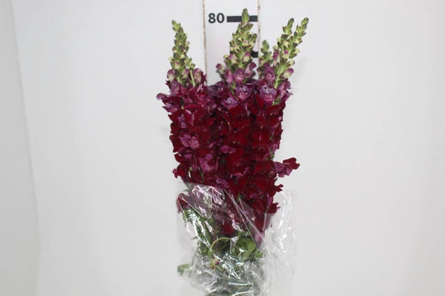 <h4>BOCA DE LEAO VINHO 070 CM</h4>