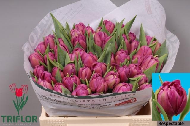 <h4>TU DU RESPECTABLE</h4>