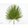 Washingtonia Geknipt Kort