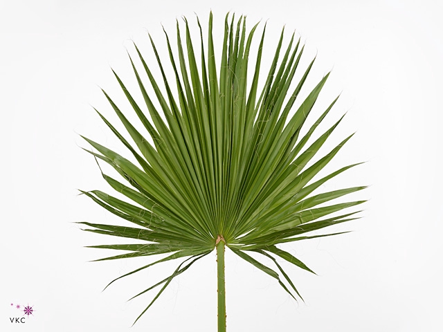 Washingtonia Geknipt Kort