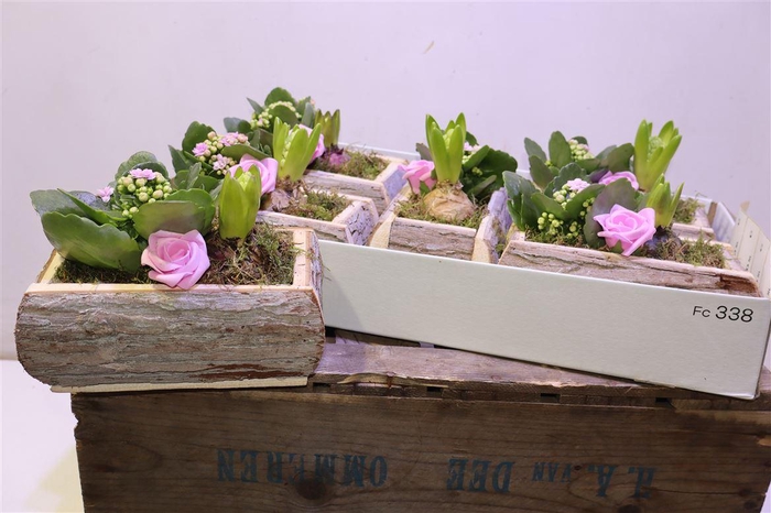 <h4>arr8 Arr Pl In Boomschors Bakje</h4>