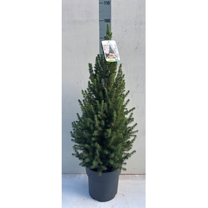 PICEA GL CONICA
