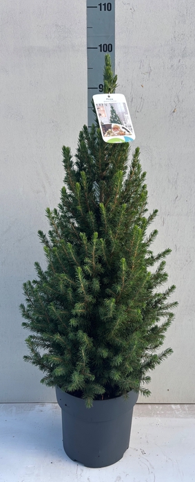 <h4>PICEA GL CONICA</h4>