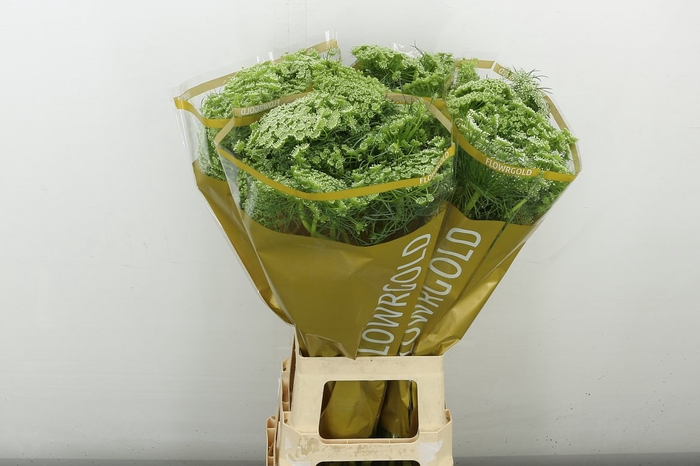 <h4>Ammi Visnaga</h4>