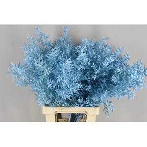 PF Ruscus 70cm Bs L.Blue