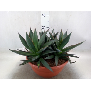 Agave  'Shaka Zulu'
