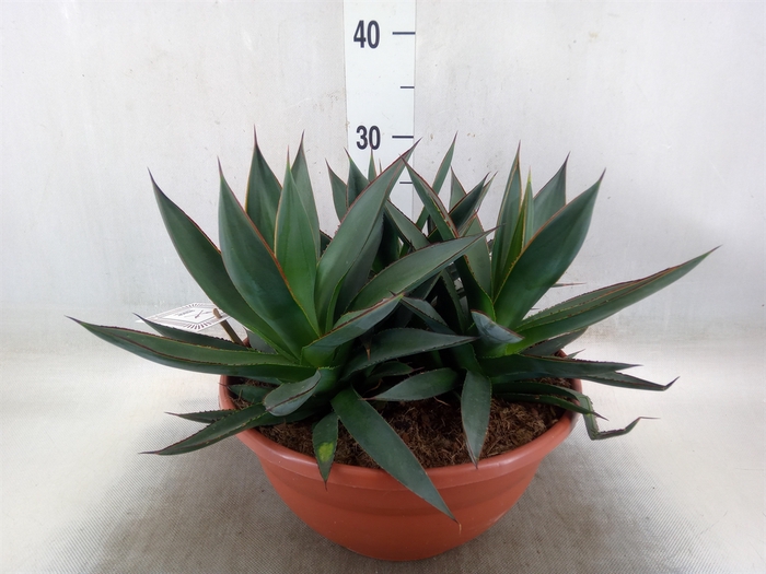 <h4>Agave  'Shaka Zulu'</h4>