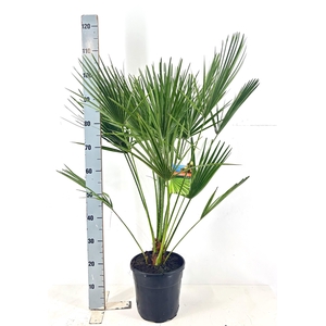 CHAM HUMILIS