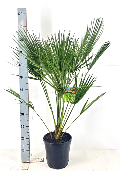 <h4>CHAM HUMILIS</h4>