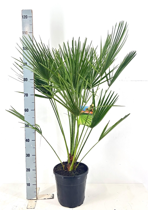 <h4>CHAM HUMILIS</h4>