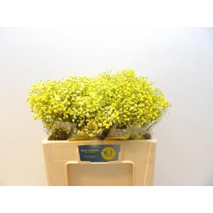 GYPS GROF PAINT GYPS KLB H%