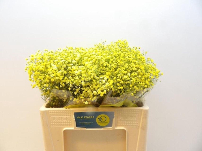 <h4>GYPS GROF PAINT GYPS KLB H%</h4>