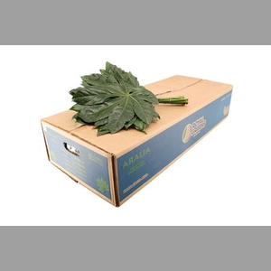 Aralia Medium