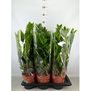 Zamioculcas zamiifolia